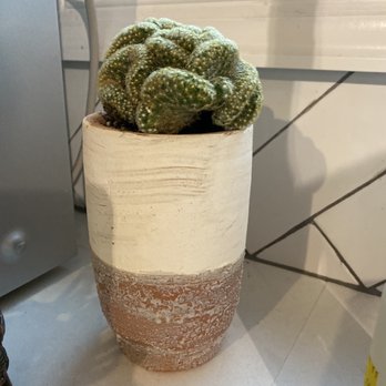 Plant Shop Chicago - My new brain cactus - Nurseries & Gardening Near Me - Chicago, Illinois Plant Shop Chicago - My new brain cactus - Nurseries & Gardening Near Me - Chicago, Illinois