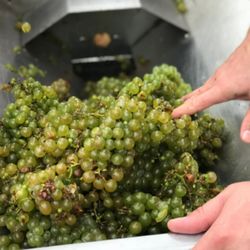 Crooked Creek Winery - Local Seyval Harvest