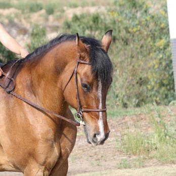 Point Break Farms - Orion -Point Break Farms - Horseback Riding Near Me - Ojai, California Point Break Farms - Orion -Point Break Farms - Horseback Riding Near Me - Ojai, California