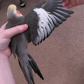 Magnolia Bird Farm - Asked for nails clipped and older man wrongly clipped wings, he should have listened. - Pet Stores Near Me - Riverside, California Magnolia Bird Farm - Asked for nails clipped and older man wrongly clipped wings, he should have listened. - Pet Stores Near Me - Riverside, California