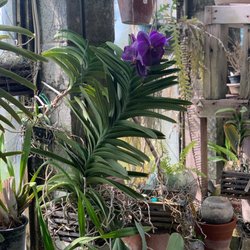 Mutschler’s Florists & Rare Plants - Huge!!! Vanda in bloom. This lovely plant made me gasp. So many other great orchids.