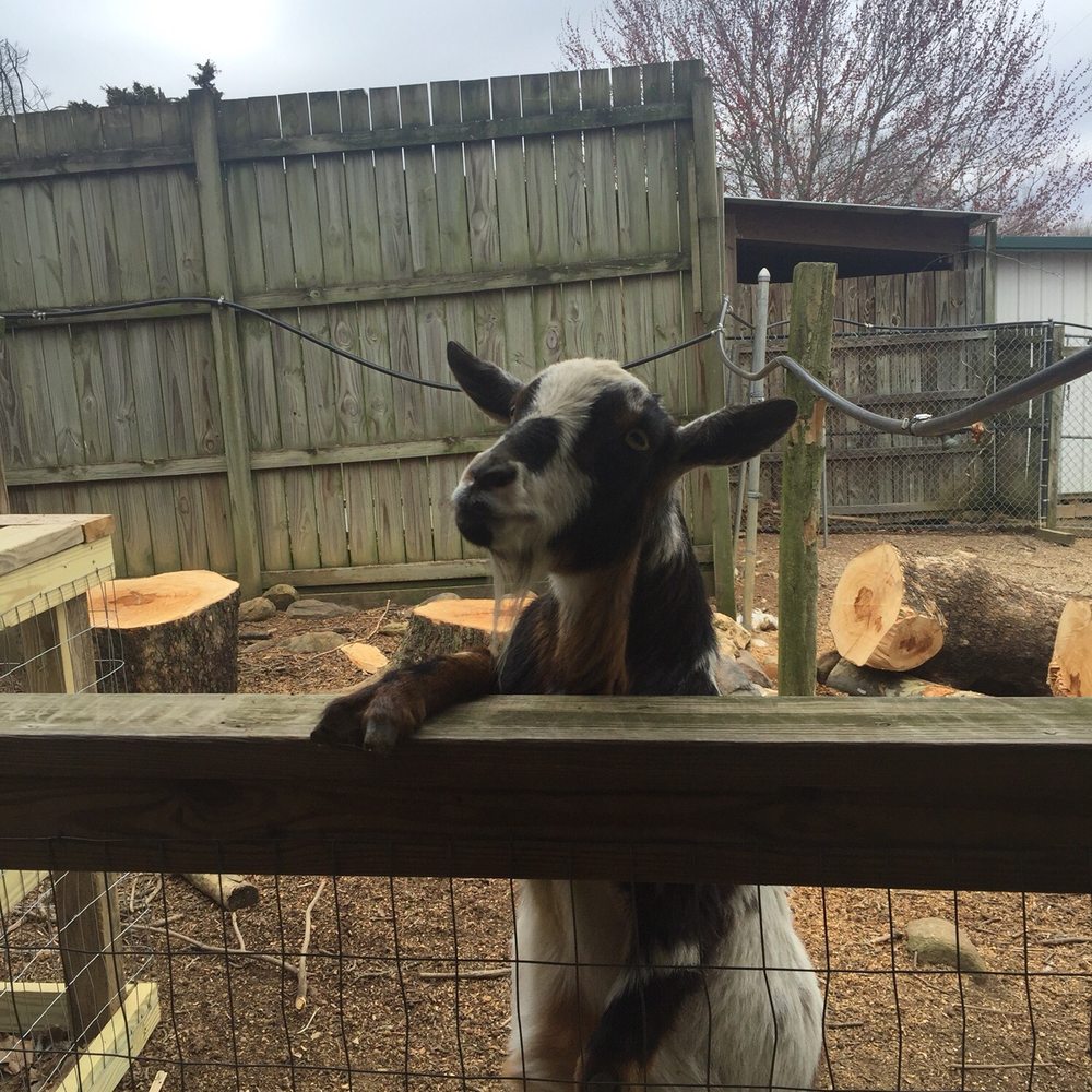 Luray Zoo - Zoos Near Me - Luray, Virginia