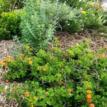 Taylor Garden Center - Nurseries & Gardening Near Me - Taylor, Texas Taylor Garden Center - Nurseries & Gardening Near Me - Taylor, Texas