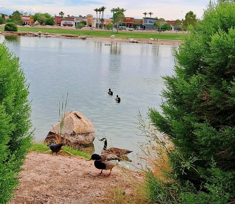 Craig Ranch Regional Park by null
