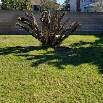Environmental Green Tree Care - Perfect pruning for a pomegranate bush. - Tree Services Near Me Environmental Green Tree Care - Perfect pruning for a pomegranate bush. - Tree Services Near Me