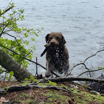 Point Breeze - a brown dog in the water with a stick in its mouth - Venues & Event Spaces Near Me - Webster, Massachusetts