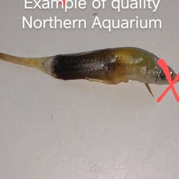 Northern Aquarium - Dead Guppy - Pet Stores Near Me - Flushing, New York