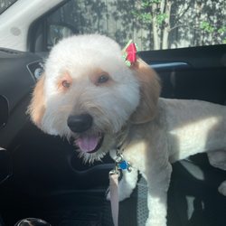 Puppy