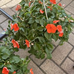 Hanging baskets are reduced to $2.50 each!