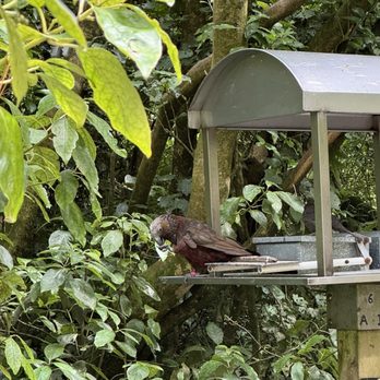 Zealandia - Zoos Near Me - Wellington, WGN Zealandia - Zoos Near Me - Wellington, WGN