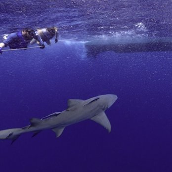 Florida Shark Diving - Diving Near Me - Jupiter, Florida