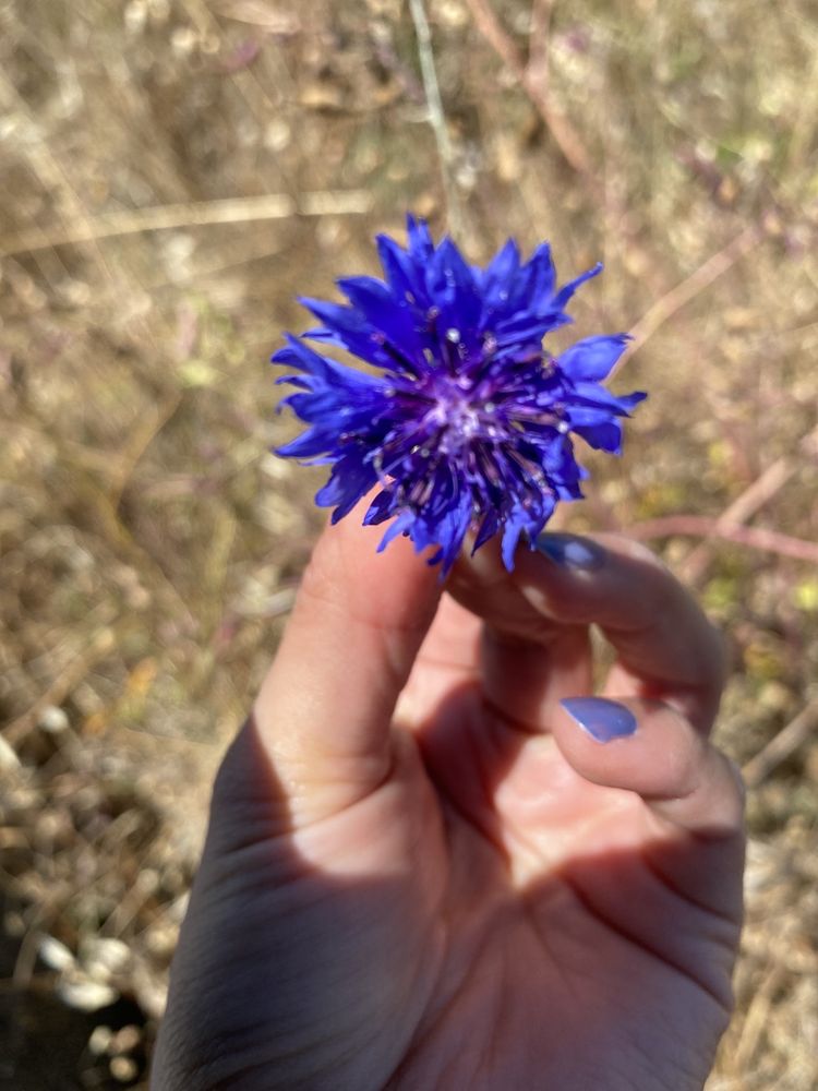 KING SALMON BEACH Updated 2024 23 Photos 1125 King Salmon Ave, Eureka, California Hiking