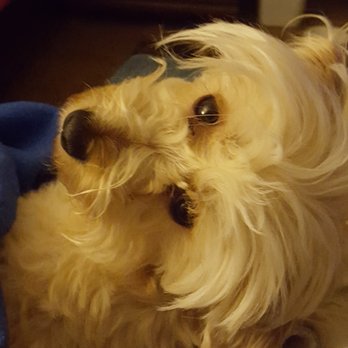 Tractor Supply - Puppers luvs adventures! - Pet Stores Near Me - Sandy, Oregon