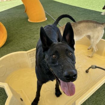 Parkland Pet Resort - Pet Groomers Near Me - Hollister, California