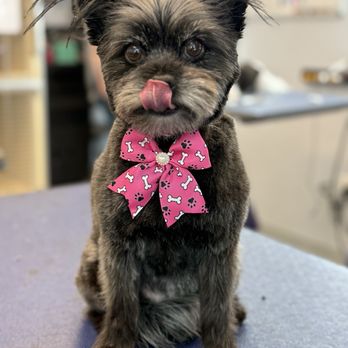 Collars Dog Resort - Soft fur, fresh trim, and 100% happiness! Dog grooming done right. - Pet Boarding Near Me - Kansas City, Missouri Collars Dog Resort - Soft fur, fresh trim, and 100% happiness! Dog grooming done right. - Pet Boarding Near Me - Kansas City, Missouri