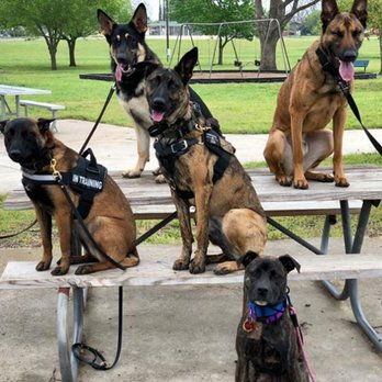 Dog Training Elite - Pet Training Near Me - Gilbert, Arizona Dog Training Elite - Pet Training Near Me - Gilbert, Arizona