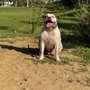 Photo of Russell's K9 Academy