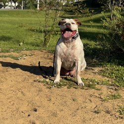 Russell's K9 Academy - Off-Leash training for field work