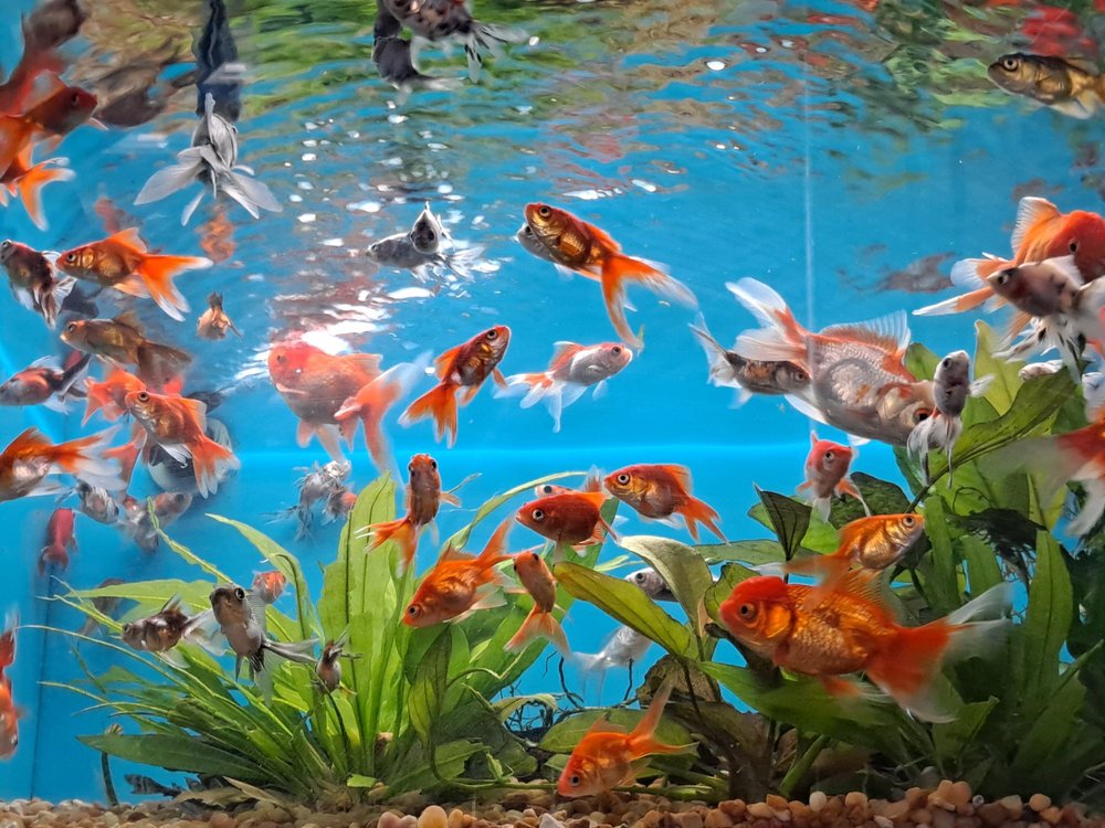 Pet Supermarket Image