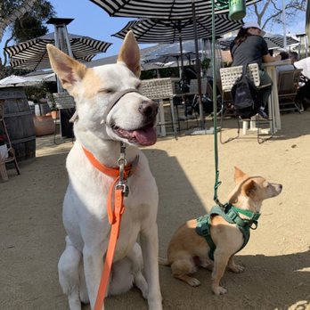 Superbloom - Coffee & Tea Near Me - San Diego, California Superbloom - Coffee & Tea Near Me - San Diego, California