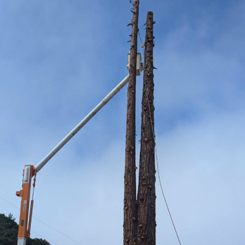 Ortiz Tree Service - Tree Services Near Me Ortiz Tree Service - Tree Services Near Me