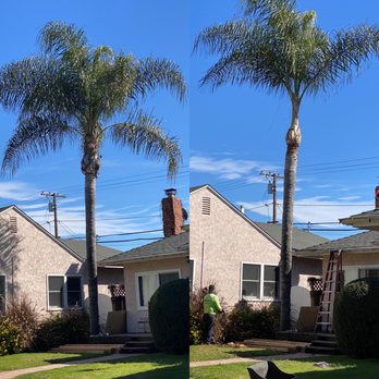 Luis Tree Service - Palm tree trimming - Tree Services Near Me Luis Tree Service - Palm tree trimming - Tree Services Near Me
