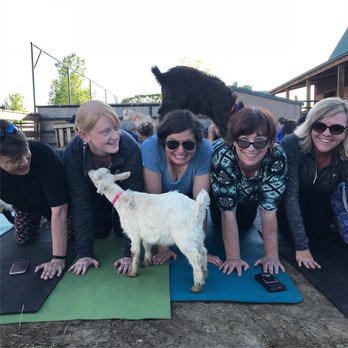 Barnyard Buddies - Pet Breeders Near Me - Loveland, Colorado