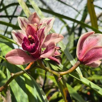 Orchid Design - Florists Near Me - San Jose, California Orchid Design - Florists Near Me - San Jose, California