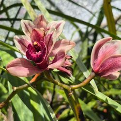 Orchid Design