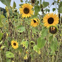 Cedar Pond Farms - Sunflowers were so pretty!