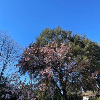 Gamble Garden - Sakura Tree - Venues & Event Spaces Near Me - Palo Alto, California