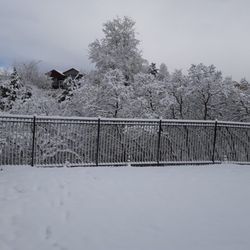 Maple Fence