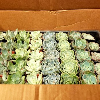 Mountain Crest Gardens - Nurseries & Gardening Near Me - Fort Jones, California