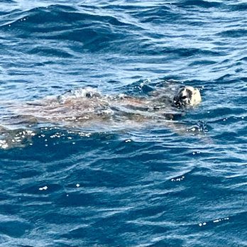 Blue Dolphin Charters - A giant sea turtle poking his head up for a breath. - Boating Near Me - Eleele, Hawaii