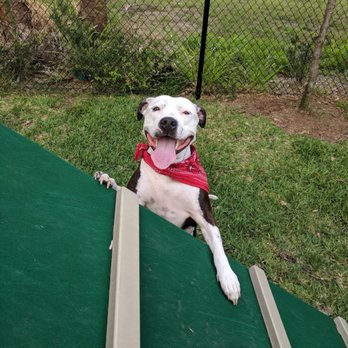 CK Kennels - Pet Boarding Near Me - Harrisburg, South Dakota CK Kennels - Pet Boarding Near Me - Harrisburg, South Dakota