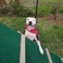 Photo of CK Kennels