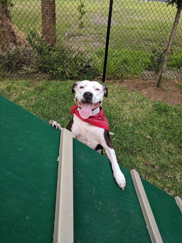 CK Kennels - pet boarding facility in Harrisburg, SD