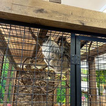 Wendt's Wildlife Adventure - Mama sloth - Petting Zoos Near Me - Carlisle, Kentucky