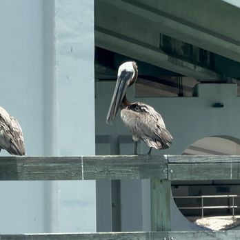 Sunshine Scenic Tours - Pelicans - Boating Near Me - Madeira Beach, Florida