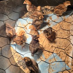 Catch a Torii Farms - The new crew