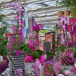 Pflanzen-Kölle - Orchideen bieten mit ihrem großen Farben- und Formenreichtum für nahezu jeden Geschmack eine aufregende Blütenschönheit.