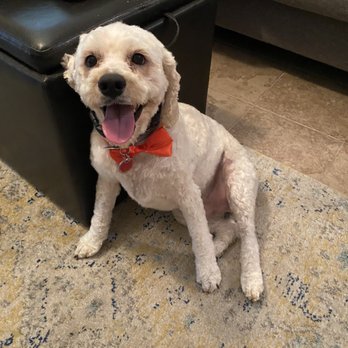 Disco Paws - A happy pup! - Pet Sitting Near Me - Astoria, New York