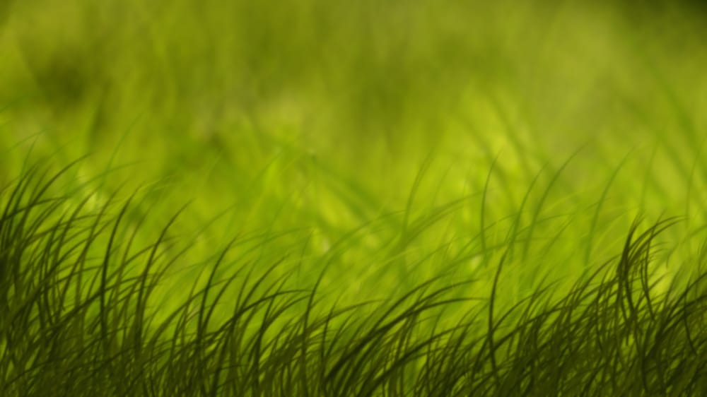 Nature's Communication Center - child therapist in Bellevue, WA