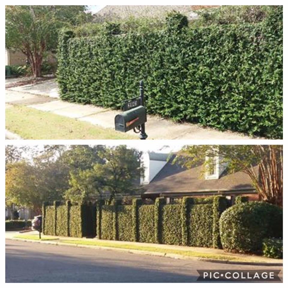 Dizzle Landscape and Design - tree service in Montgomery, AL