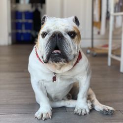 London Boat Rentals Long Beach - Have you met our mascot Titus??