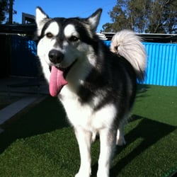 Acacia Ridge Pet Resort - My malamute in the olay yard at the pet resort!