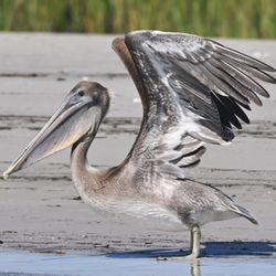 Wrightsville Beach Scenic Tours