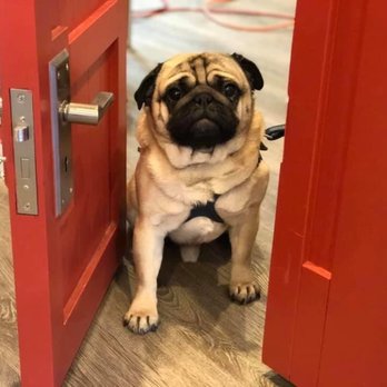 Wags on Willow - Ernie welcomes you to Wags on Willow!! - Pet Stores Near Me - Northfield, Illinois