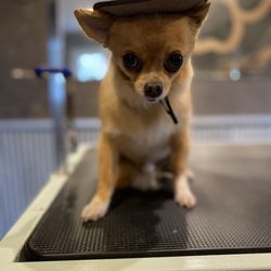 Hair Of The Dog - His after photo, rocking the cowboy hat