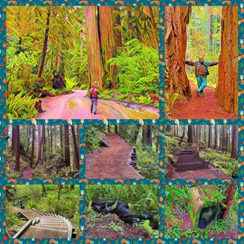 Jedediah Smith Redwoods State Park - Montage of images from Jebediah Smith Redwoods State Park - Parks Near Me